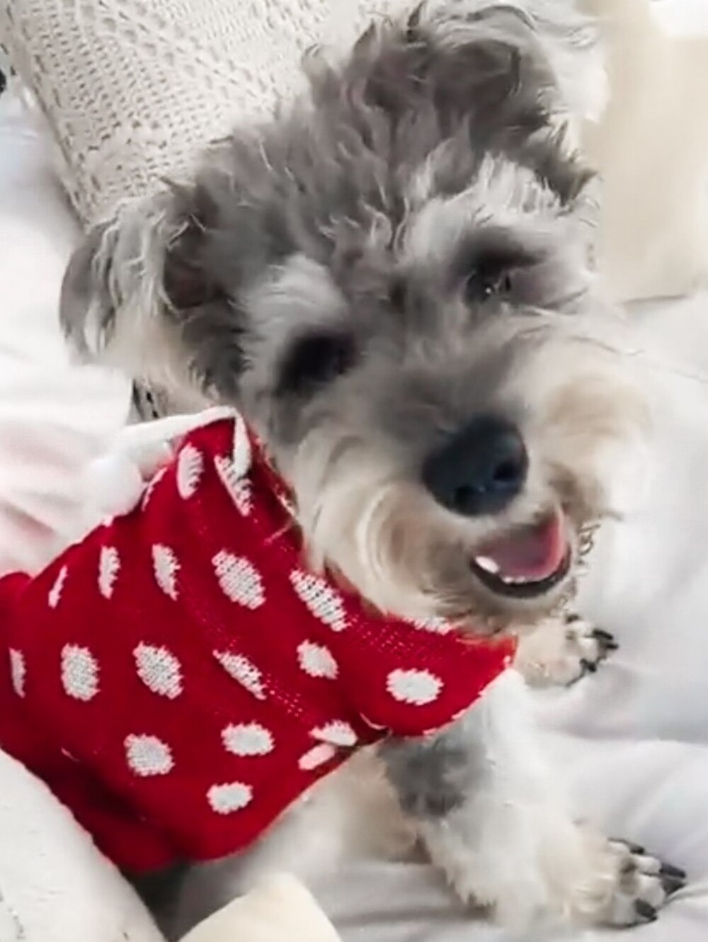 New Polkadot Ruffled Turtleneck Sweater Dress For Small Dogs & Cats - Medium